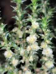 Salsola