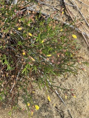 Crocanthemum aldersonii