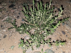 Salsola