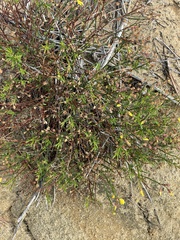 Crocanthemum aldersonii