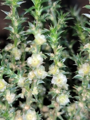 Salsola