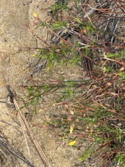 Crocanthemum aldersonii