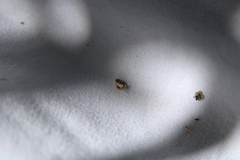 Scolypopa australis
