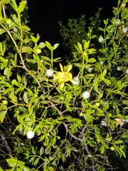 Larrea tridentata