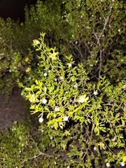 Larrea tridentata