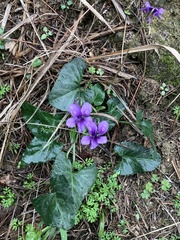 Viola confusa