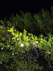 Larrea tridentata