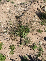 Sanicula crassicaulis