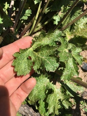 Sanicula crassicaulis