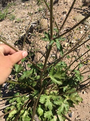 Sanicula crassicaulis