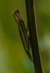Agriphila tristella