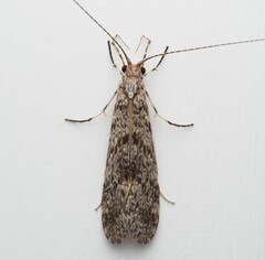 Triplectidinae