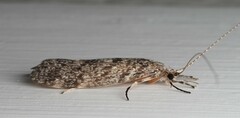 Triplectidinae