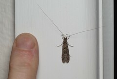 Triplectidinae