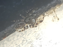 Metaphidippus