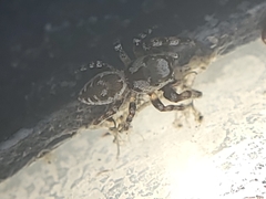 Metaphidippus
