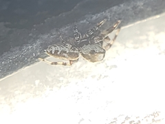 Metaphidippus