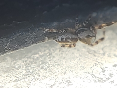 Metaphidippus