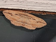 Austrocidaria gobiata