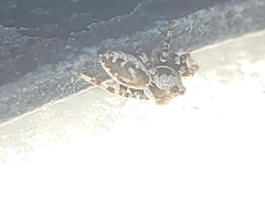 Metaphidippus