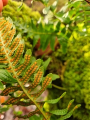 Polypodium interjectum