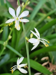Caesia parviflora