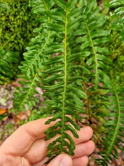 Polypodium interjectum