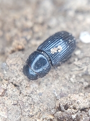 Aphodiinae