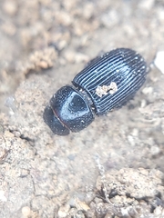 Aphodiinae