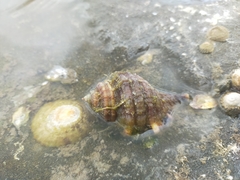 Monoplex parthenopeus