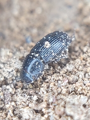 Aphodiinae