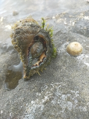 Monoplex parthenopeus