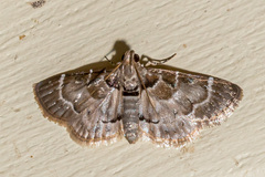 Canipsa suspensalis