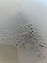 Ambystoma tigrinum