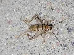 Gryllodes sigillatus