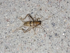 Gryllodes sigillatus