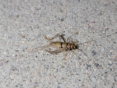 Gryllodes sigillatus
