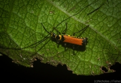 Chauliognathus atricornis