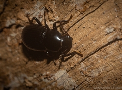 Hydissus feronioides