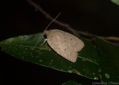 Garrha carnea