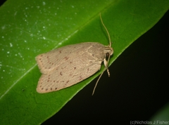 Garrha carnea