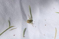 Diaea