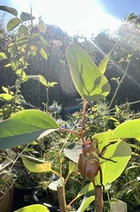 Anoplognathus montanus