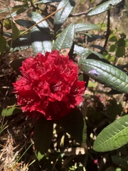 Rhododendron delavayi