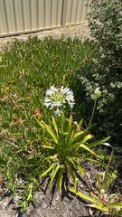 Agapanthus praecox