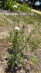 Urospermum picroides