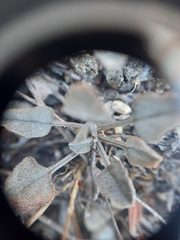 Convolvulus verecundus