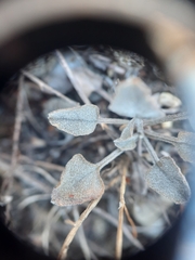 Convolvulus verecundus