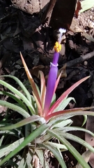 Tillandsia ionantha
