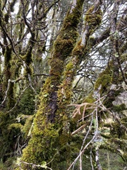 Halocarpus bidwillii